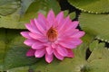 Beautiful pink Tropical water lily Royalty Free Stock Photo