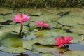 Beautiful pink Tropical water lily Royalty Free Stock Photo