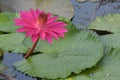 Beautiful pink Tropical water lily Royalty Free Stock Photo