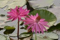 Beautiful pink Tropical water lily Royalty Free Stock Photo