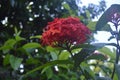 Beautiful pink trumpet is in bloom