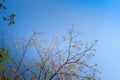 Beautiful pink trumpet (Tabebuia rosea) flowers on tree with branches and leaves with blue sky background. Tabebuia rosea is a Pin Royalty Free Stock Photo