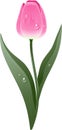 Beautiful pink tulip