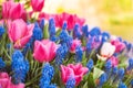 Beautiful pink tulip and blue grape hyacinth flowers Royalty Free Stock Photo