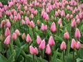 Beautiful pink tulip field in Holland Royalty Free Stock Photo