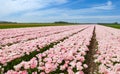 Pink tulip field under a blue clouded sky
