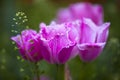 Beautiful pink tulip flower Royalty Free Stock Photo