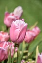 Beautiful Pink Tulip Flower Blossom in a Garden on a Spring Day Royalty Free Stock Photo