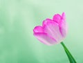 Beautiful pink tulip flower on green background . Royalty Free Stock Photo