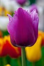 Beautiful pink tulip. Flowerbackground, gardenflowers. Garden flower. Vertical Abstract background.