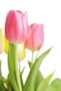 Beautiful pink tulip flowers Royalty Free Stock Photo