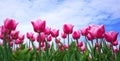 Beautiful pink tulip flowers blooming flowers in springtime in the Netherlands real Dutch tulips Royalty Free Stock Photo