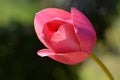 Beautiful pink tulip in garden in Spring time with grass green bloor background Royalty Free Stock Photo