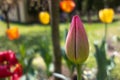 Beautiful pink tulip growing among other flowers in the garden. Gardening, springtime concepts