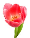 Beautiful pink tulip isolated Royalty Free Stock Photo