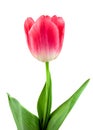 Beautiful pink tulip isolated on white Royalty Free Stock Photo