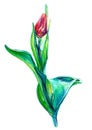 Beautiful pink tulip with leaves in bright colors isolated on the white background. Aquarelle artwork