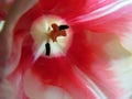 Beautiful pink tulip macro Royalty Free Stock Photo