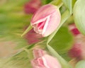 Beautiful pink tulip with reflection Royalty Free Stock Photo