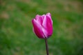 Beautiful pink tulip with water droplets Royalty Free Stock Photo