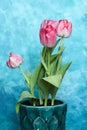 Beautiful pink tulip with water drops on blue background Royalty Free Stock Photo