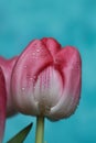 Beautiful pink tulip with water drops on blue background Royalty Free Stock Photo