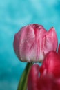 Beautiful pink tulip with water drops on blue background Royalty Free Stock Photo