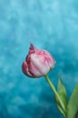 Beautiful pink tulip with water drops on blue background Royalty Free Stock Photo