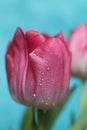 Beautiful pink tulip with water drops on blue background Royalty Free Stock Photo