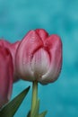 Beautiful pink tulip with water drops on blue background Royalty Free Stock Photo