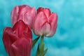 Beautiful pink tulip with water drops on blue background Royalty Free Stock Photo