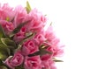 Beautiful pink tulips Royalty Free Stock Photo