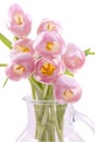 Beautiful pink tulips Royalty Free Stock Photo