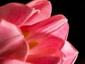 Beautiful blurred pink tulips close-up macro shot, spring time concept Royalty Free Stock Photo