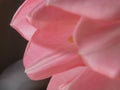 Beautiful blurred pink tulips close-up macro shot, spring time concept Royalty Free Stock Photo