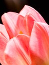 Beautiful blurred pink tulips close-up macro shot, spring time concept Royalty Free Stock Photo