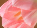 Beautiful blurred pink tulips close-up macro shot, spring time concept Royalty Free Stock Photo