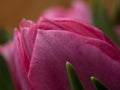 Beautiful blurred pink tulips close-up macro shot, spring time concept Royalty Free Stock Photo