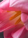 Beautiful blurred pink tulips close-up macro shot, spring time concept Royalty Free Stock Photo