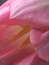 Beautiful blurred pink tulips close-up macro shot, spring time concept Royalty Free Stock Photo