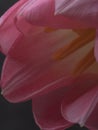 Beautiful blurred pink tulips close-up macro shot, spring time concept Royalty Free Stock Photo