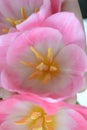 Beautiful pink tulips close-up. Yellow stamens and pestle, selective focus. Royalty Free Stock Photo