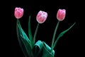 Beautiful Pink Tulips With Dew on Flowers With Natural Light on Black Background.. Macro Flower. Royalty Free Stock Photo