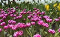 Beautiful of color Pink tulips field background blooming in spring season Royalty Free Stock Photo