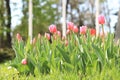 Beautiful pink tulips in a flower bed in the park Royalty Free Stock Photo