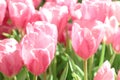 Beautiful pink tulips flower with green leaf in tulip field Royalty Free Stock Photo