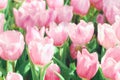 Beautiful pink tulips flower with green leaf in tulip field Royalty Free Stock Photo