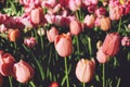 Beautiful pink tulips flowerbed closeup. Rose tulips in the spring garden, group of flowers with sunlight