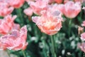 Beautiful pink tulips in a flowerbed with sunny light.