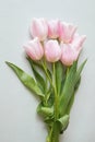 beautiful pink tulips flowers bouquet on gray background Royalty Free Stock Photo